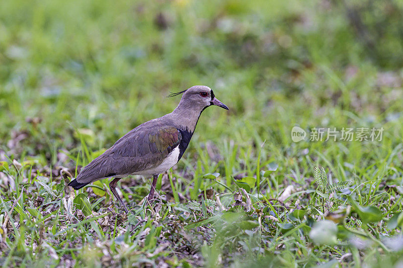 南田凫(Vanellus chilensis)是鸻形目的一种涉禽。发现于巴西的潘塔纳尔。